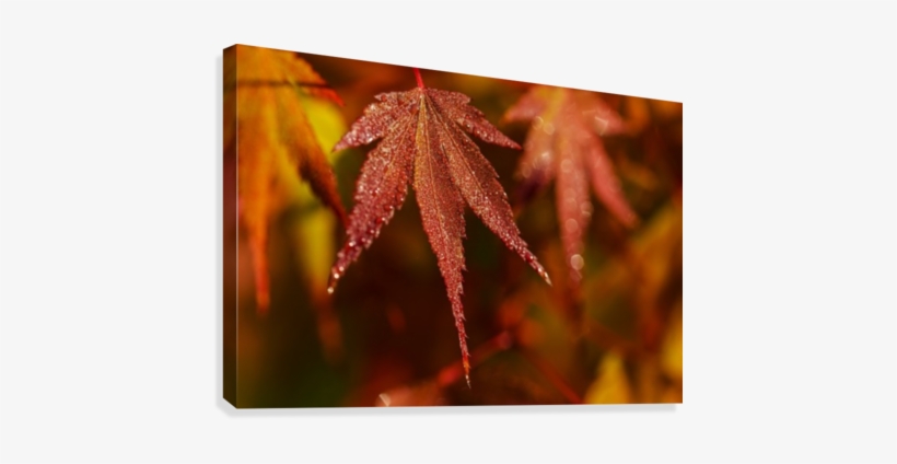 Japanese Maple Turning Red In The Autumn - Posterazzi Japanese Maple Turning Red In The Autumn, transparent png download