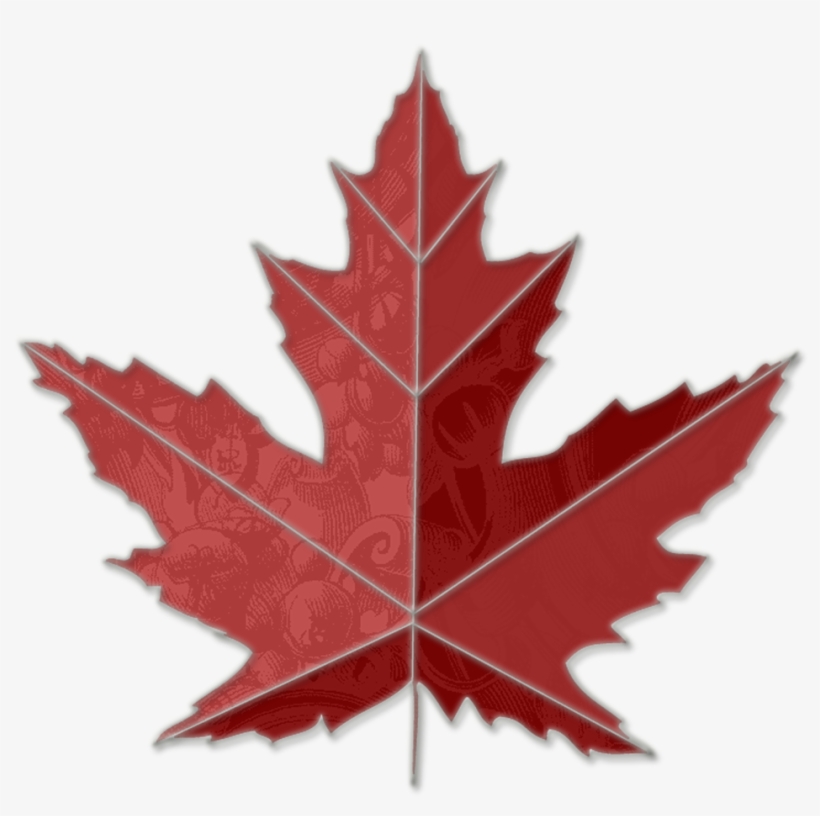 Images Of Maple Leaves - Google Image Maple Leaf, transparent png download
