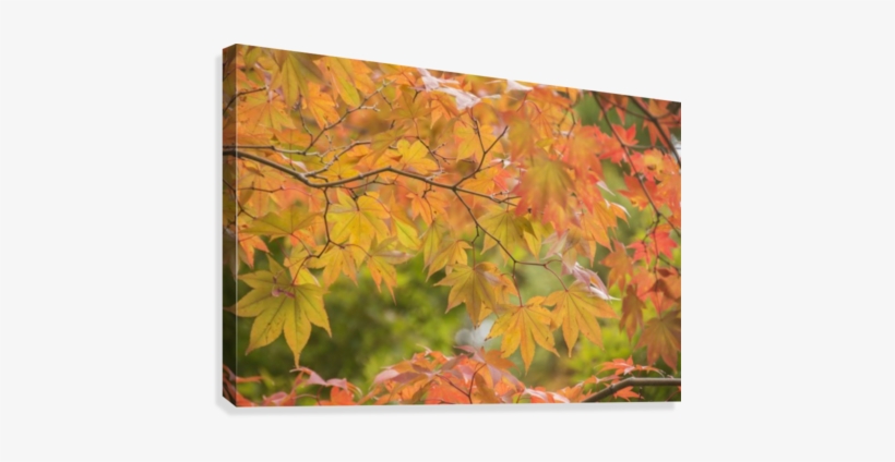 Japanese Maple In Autumn Colours - Posterazzi Japanese Maple In Autumn Colours Uji Kyoto, transparent png download
