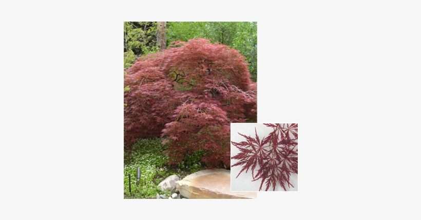 Acer Palmatum Dissectum - Maple, transparent png download
