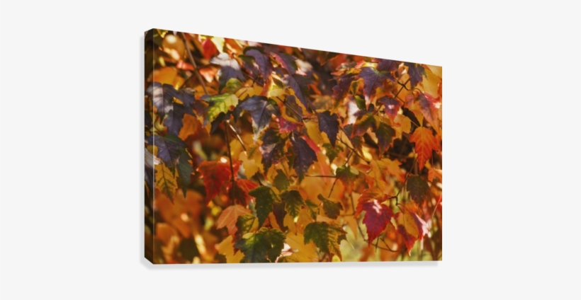 Japanese Maple Leaves In Autumn - Posterazzi Japanese Maple Leaves In Autumn Edmonton, transparent png download