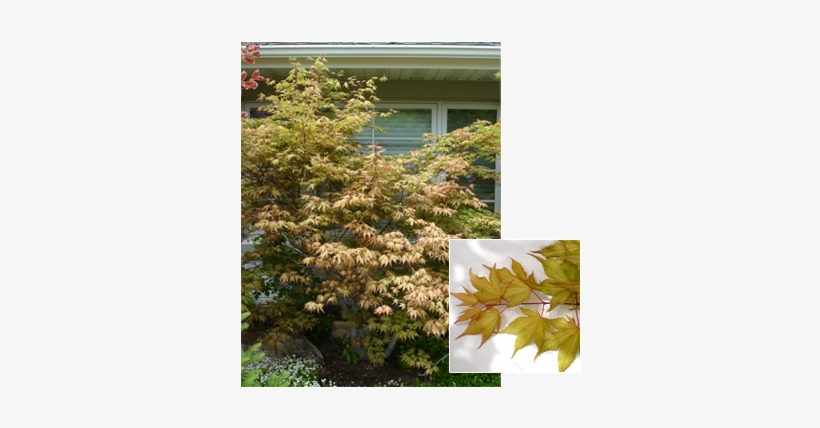 Acer Palmatum 'shigitatsu Sawa' - Japanese Maple, transparent png download