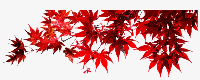 Green Tea - Momiji Dolls, transparent png download