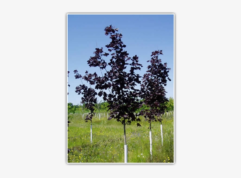 Fraser Fir, transparent png download