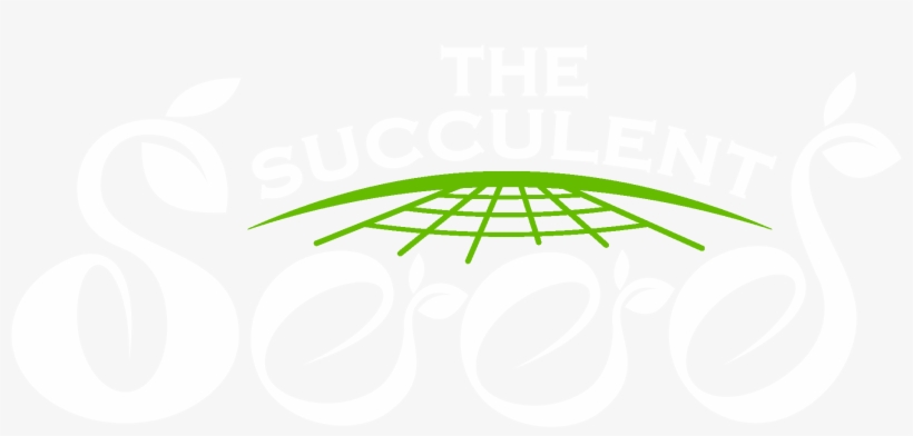 Red Leaf Japanese Maple - Graphic Design, transparent png download