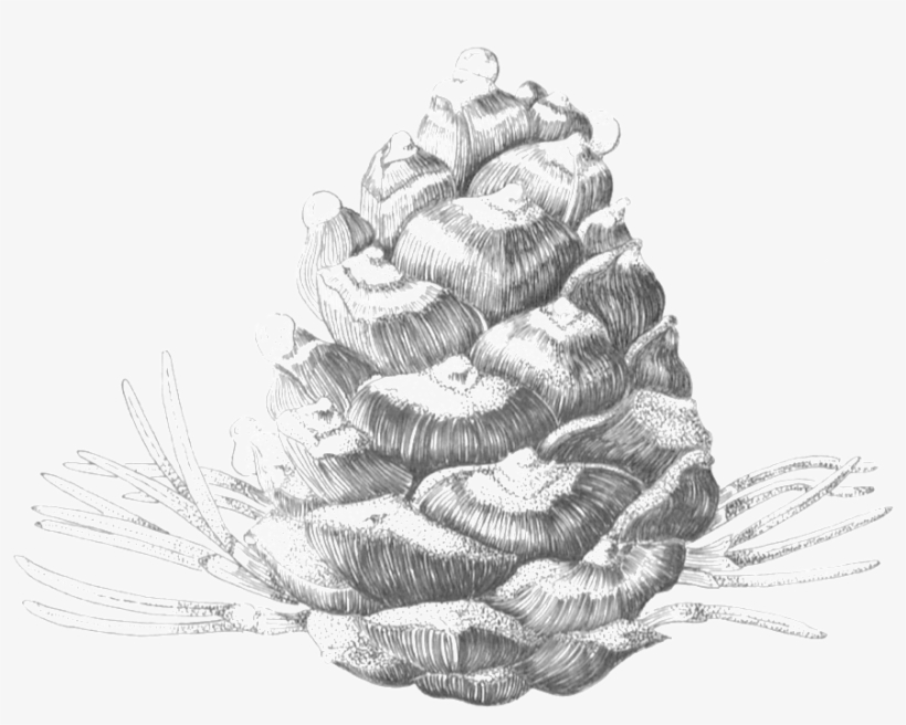 Whitebark Female Cone - Christmas Tree, transparent png download