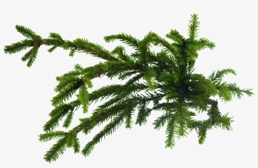 This Graphics Is Pine Tree Cartoon Transparent About - Pine, transparent png download