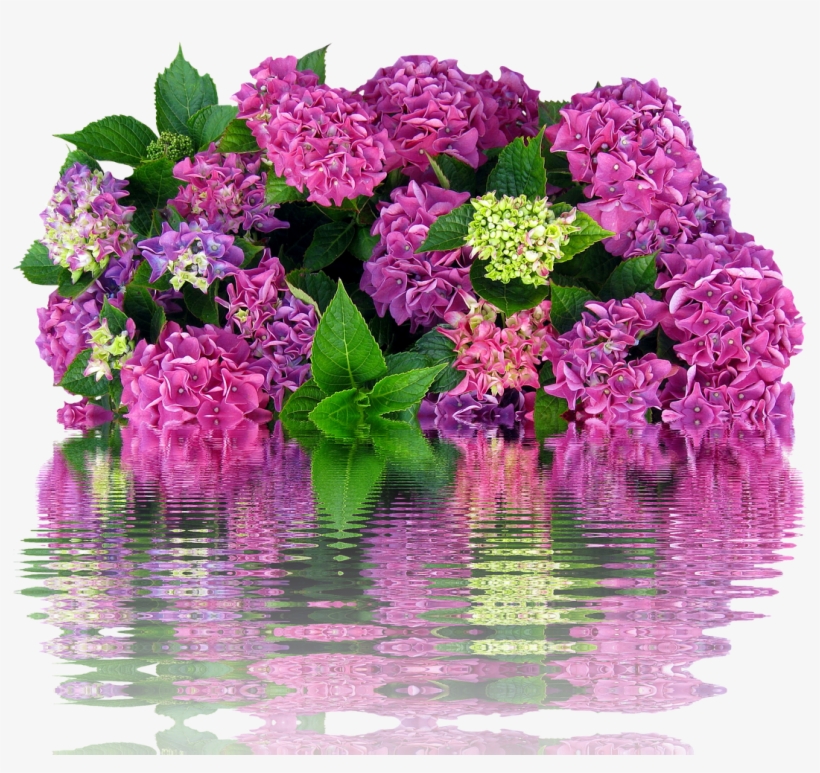 Flores Hortênsia Lilas Png, transparent png download