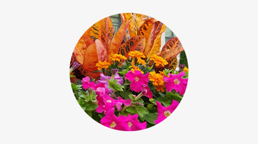 Testimonials - Bougainvillea, transparent png download