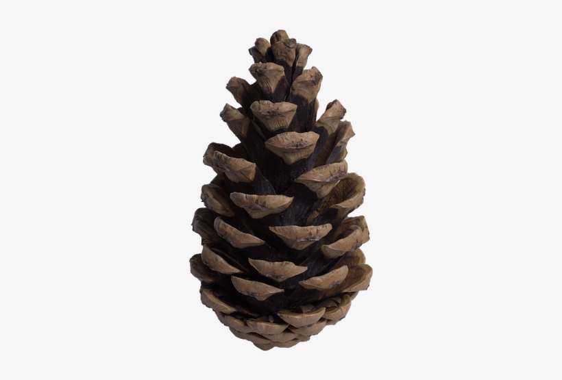 Pine Cone Transparent File - Cone Of A Tree, transparent png download