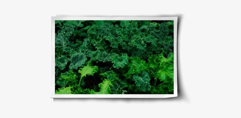 Vegetable, transparent png download