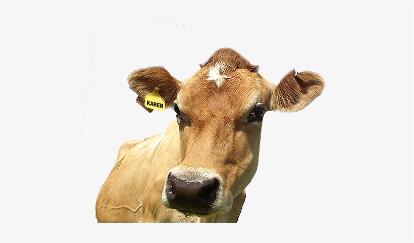 Pdo - Dairy Cow, transparent png download