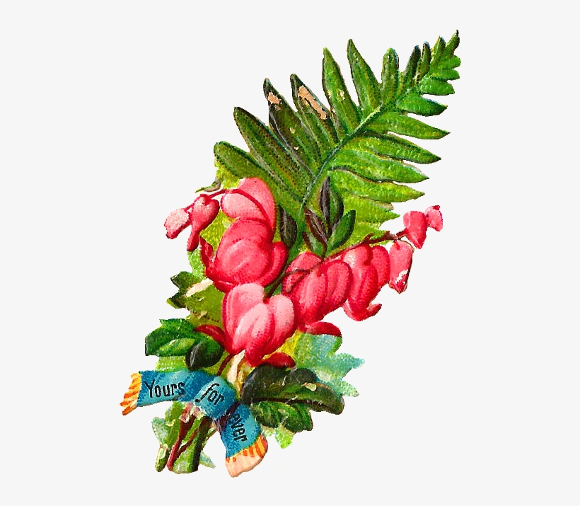 Bleeding Heart Flower Clipart - Illustration, transparent png download