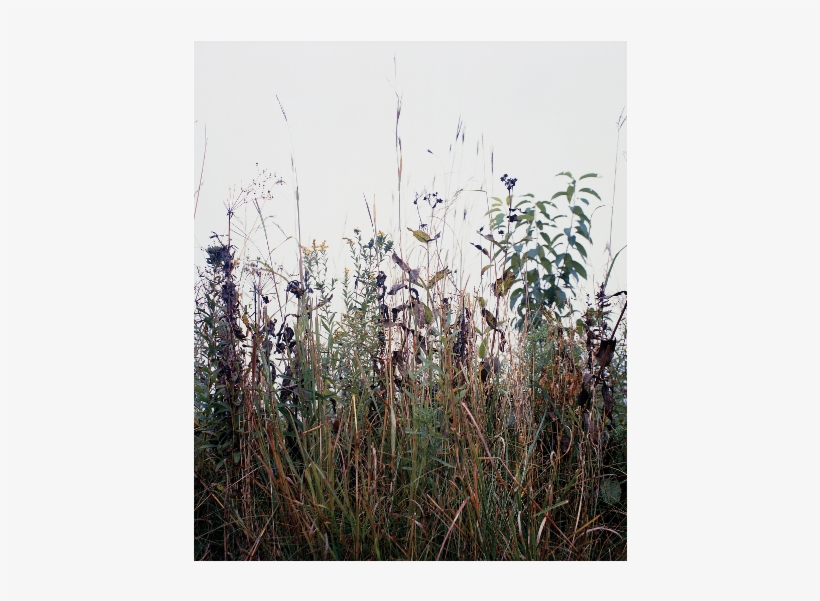Image Not Available - Grass, transparent png download