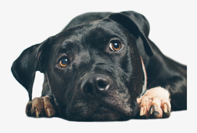 Pets Fun Unlimited9% - Pet Animal, transparent png download