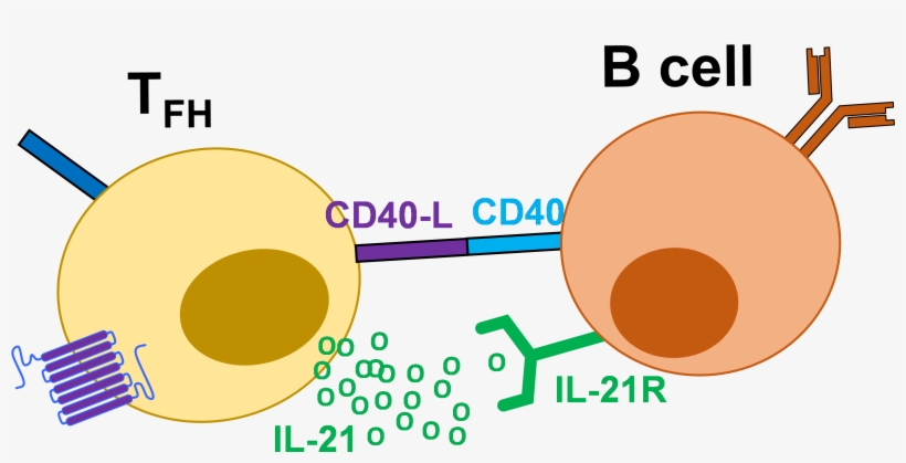 Additional Cytokine Production By Tfh Is Able To Determine - Unit Circle, transparent png download