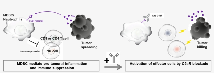 Moa C5ar En - C5ar Cancer, transparent png download