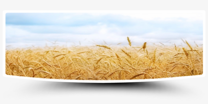 Go To Image - Field, transparent png download