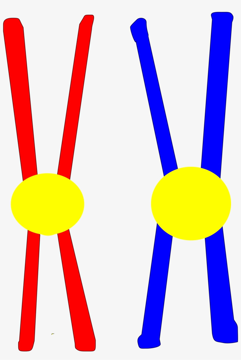 2000 X 2884 13 - Chromosome Pair, transparent png download