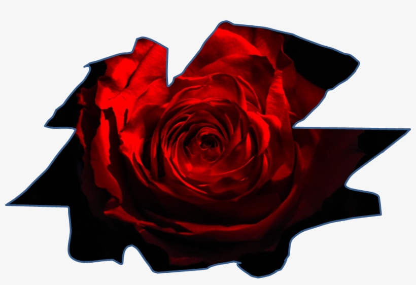 Sus Artimañas - Garden Roses, transparent png download