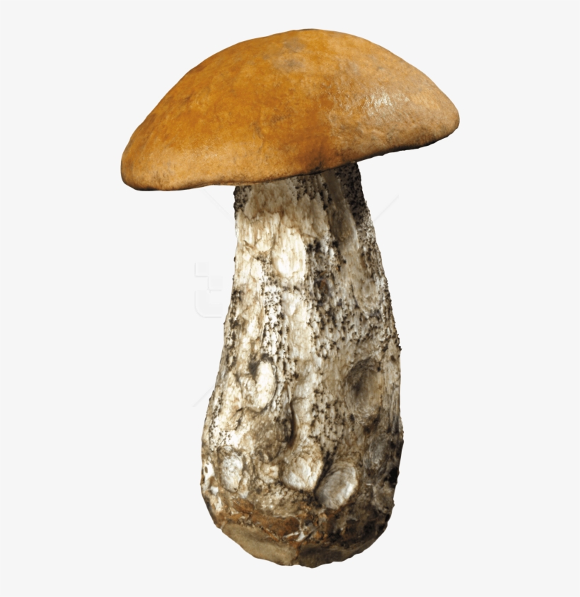 Free Png Dirty Mushroom Png Images Transparent - Mushroom Transparent, transparent png download
