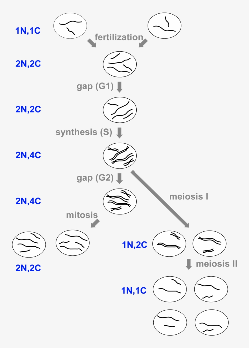 Changes In The Number Of Chromosomes And Amount Of - Circle, transparent png download