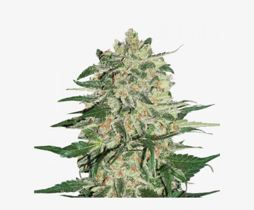 Cookies Kush Barney's, transparent png download