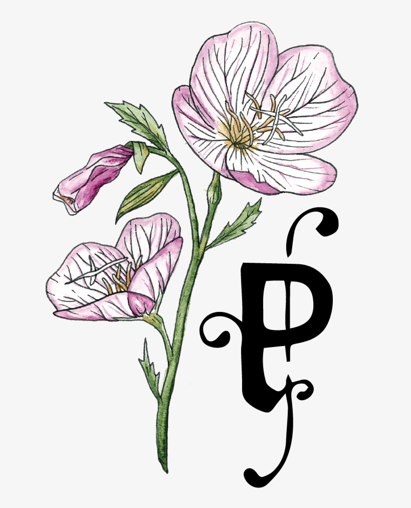 Gift Card Welcome At Primrose - Balloon Flower, transparent png download