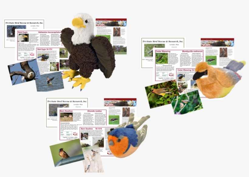 Leave A Reply Cancel Reply - Bald Eagle, transparent png download