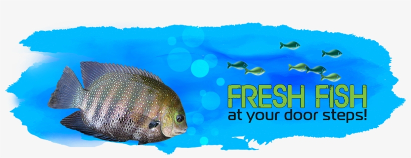 Coral Reef Fish, transparent png download