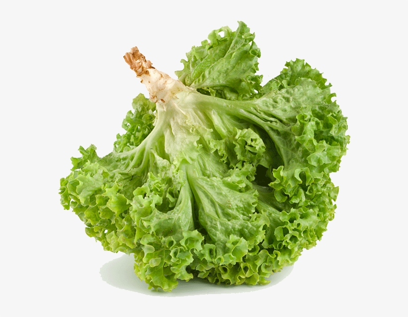 Soft Lettuce - Romaine Lettuce, transparent png download
