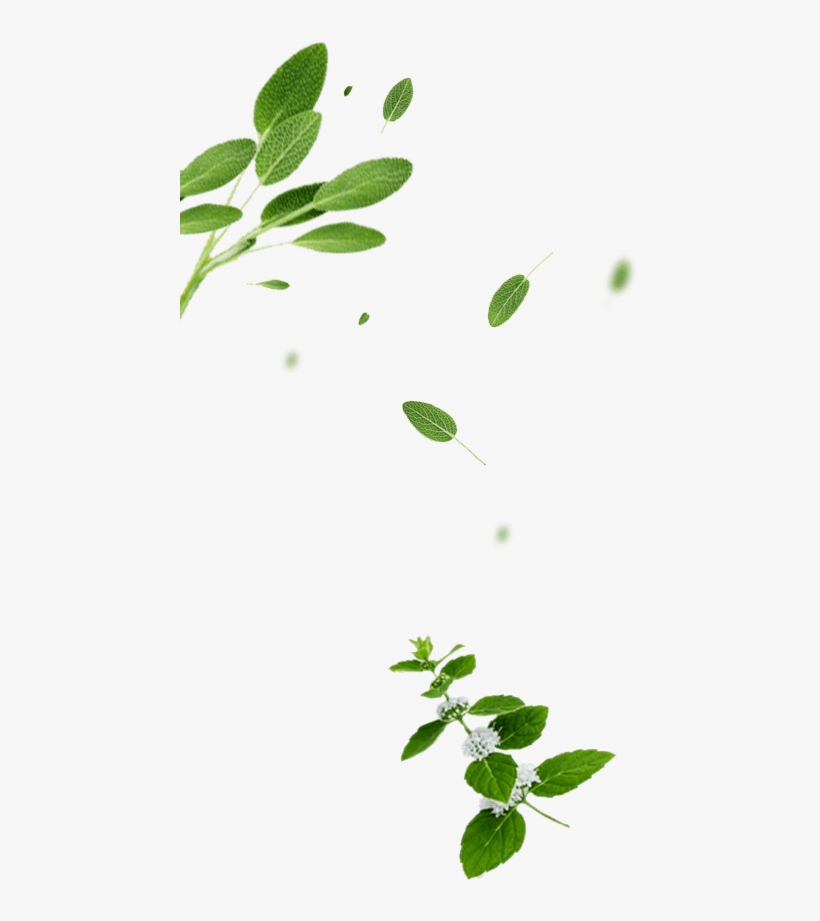Co - ,ltd - - Thailand's Leading Fresh Fruit And Vegetables - Oars Organic, transparent png download