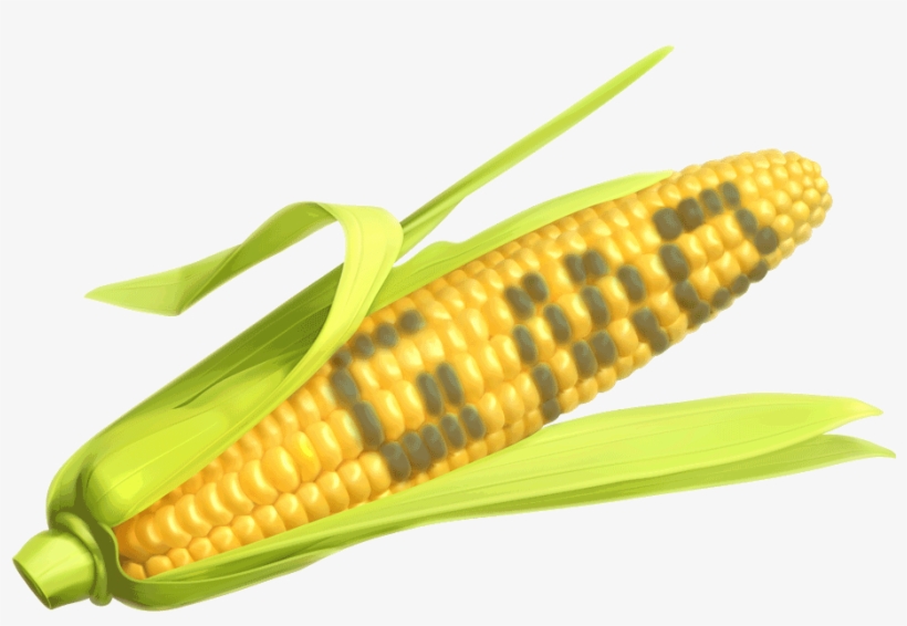 As We Know Corn Is The Number One Food That Has Been - Corn The Says Gmo, transparent png download