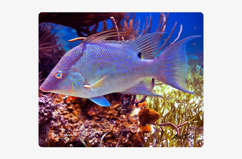 Hogfish - Underwater, transparent png download