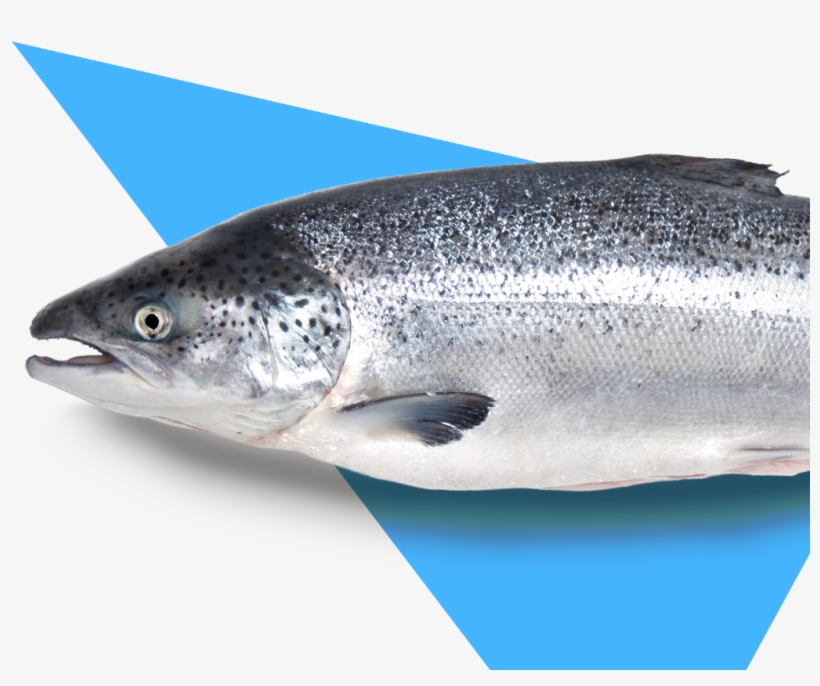 We Track Millions Of Migratory Fish Patterns Annually, - Touladi, transparent png download