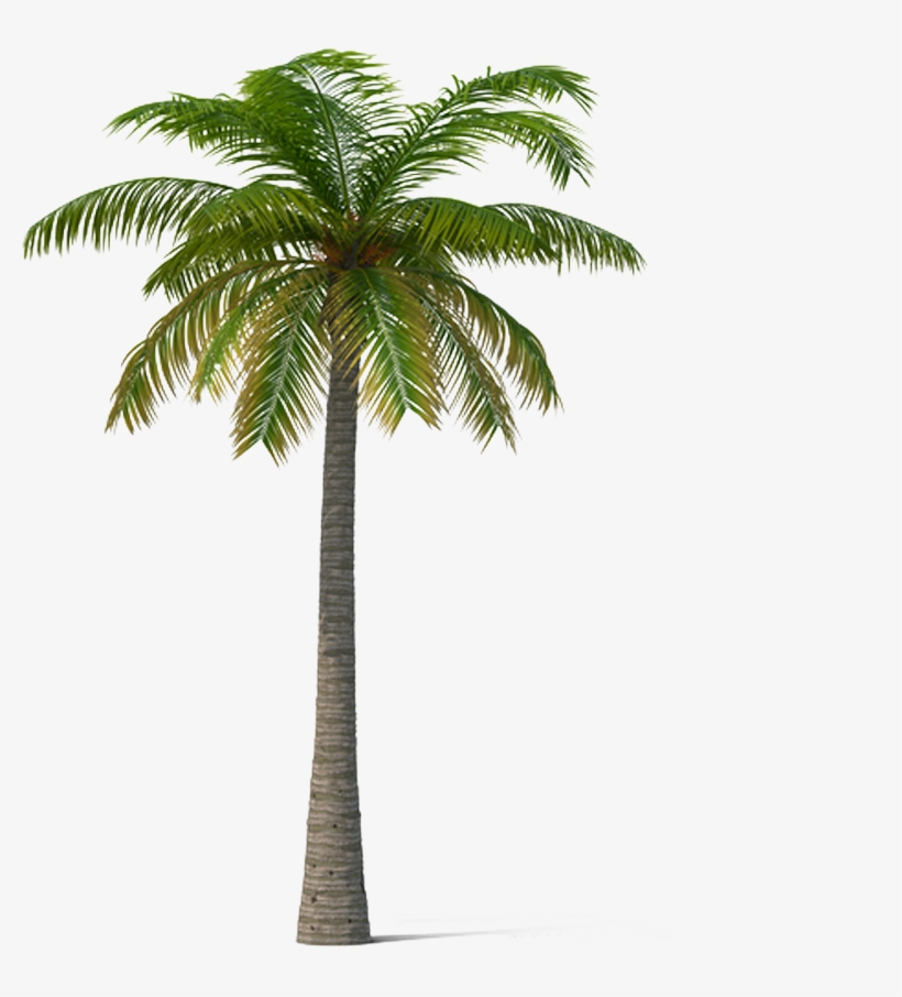 Adonidia Veitchia Coconut Tree - Date Trees Transparent, transparent png download