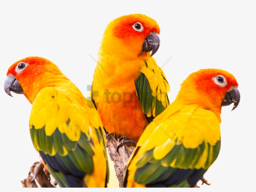Free Png Sun Conure Bird Png Image With Transparent - Green Cheek Conure Png, transparent png download