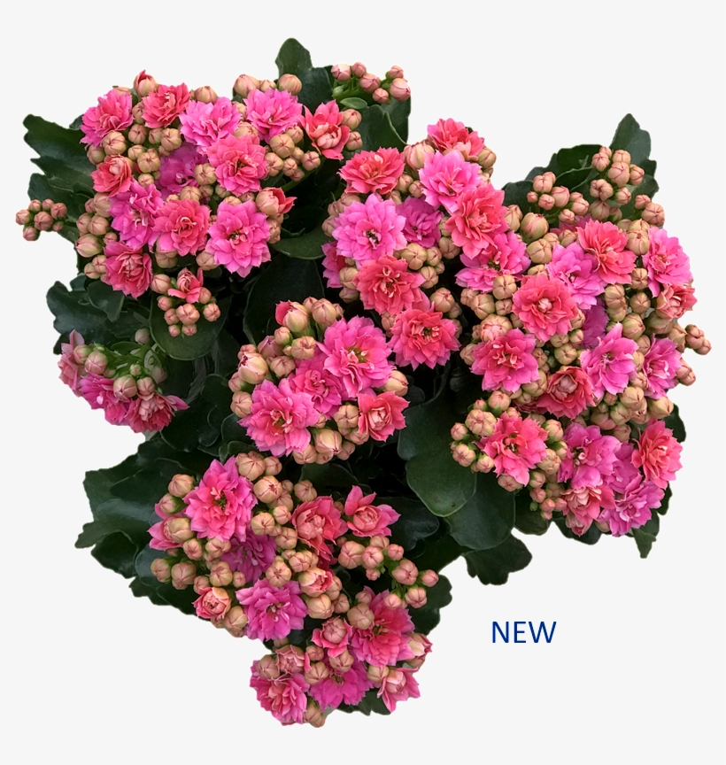 View Products - Lantana Camara, transparent png download