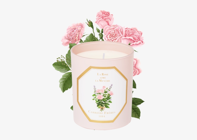La Rose Aime L'ambre - Hybrid Tea Rose, transparent png download