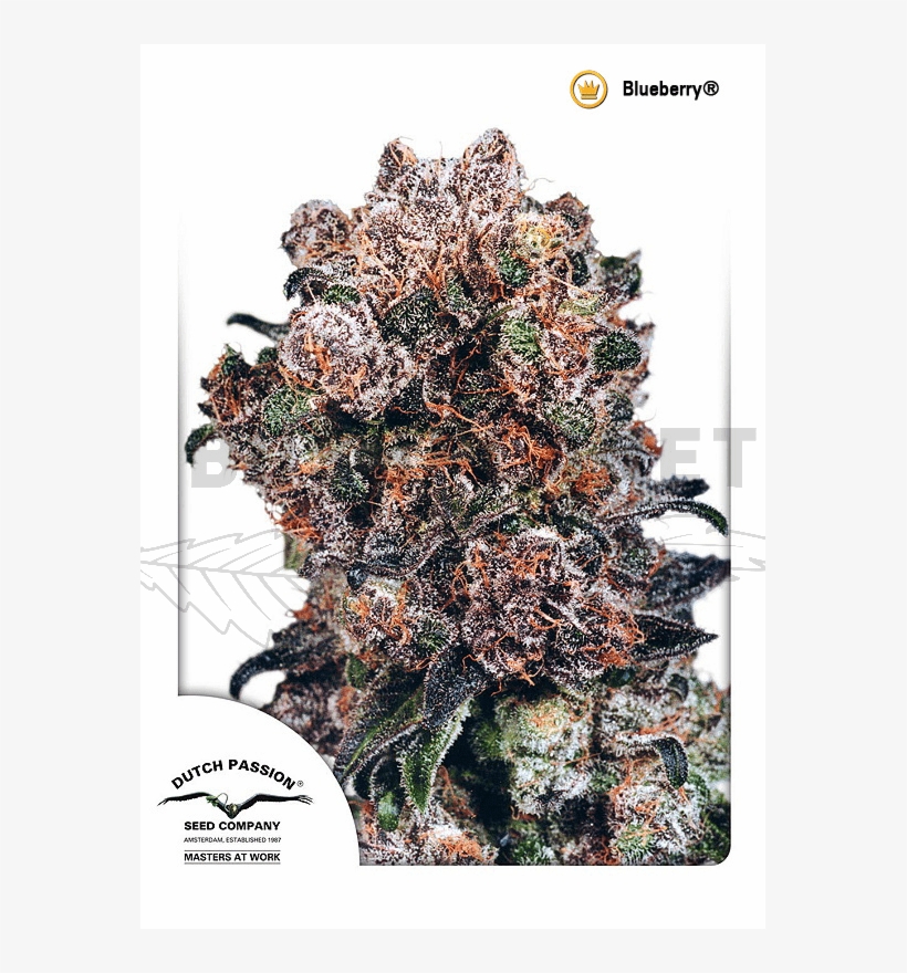 Dutch Passion Blueberry Seeds, transparent png download