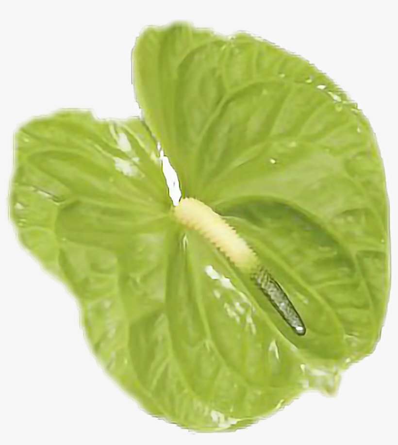 Flores Sticker - Anthurium Midori, transparent png download
