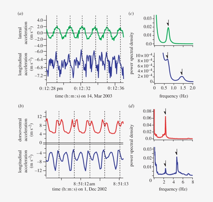 Typical Examples Of Lateral , Dorsoventral (red Line) - Diagram, transparent png download