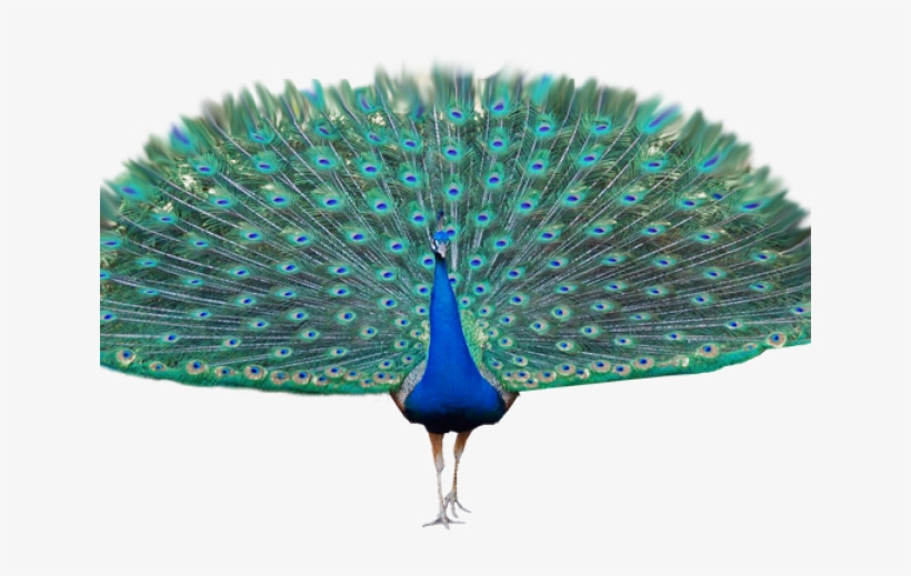 Peacock Clipart Transparent Background - Transparent Peacock Png, transparent png download