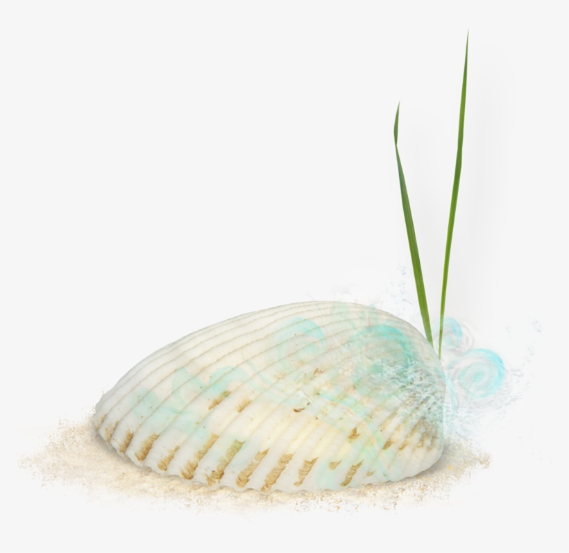 Seashells - Cockle, transparent png download