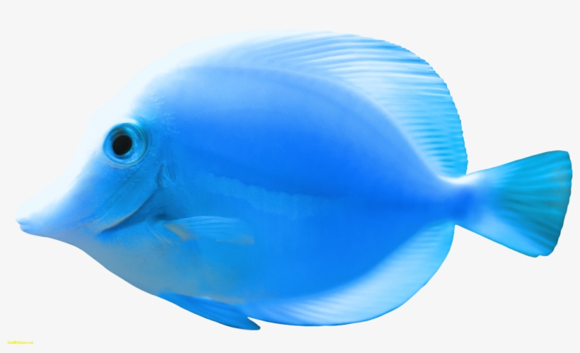 Blue Fish Png Clipart Best Web Clipart Beautiful Images, transparent png download