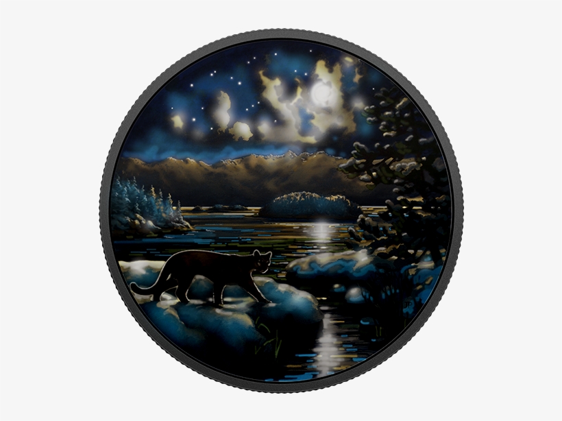 Animals In The Moonlight - California Sea Lion, transparent png download