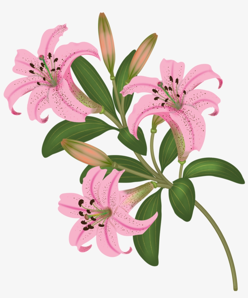 Flowers Vector Pinterest - Stargazer Lily, transparent png download