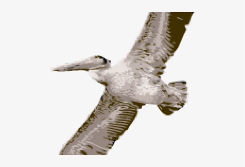 Pelican Clipart, transparent png download