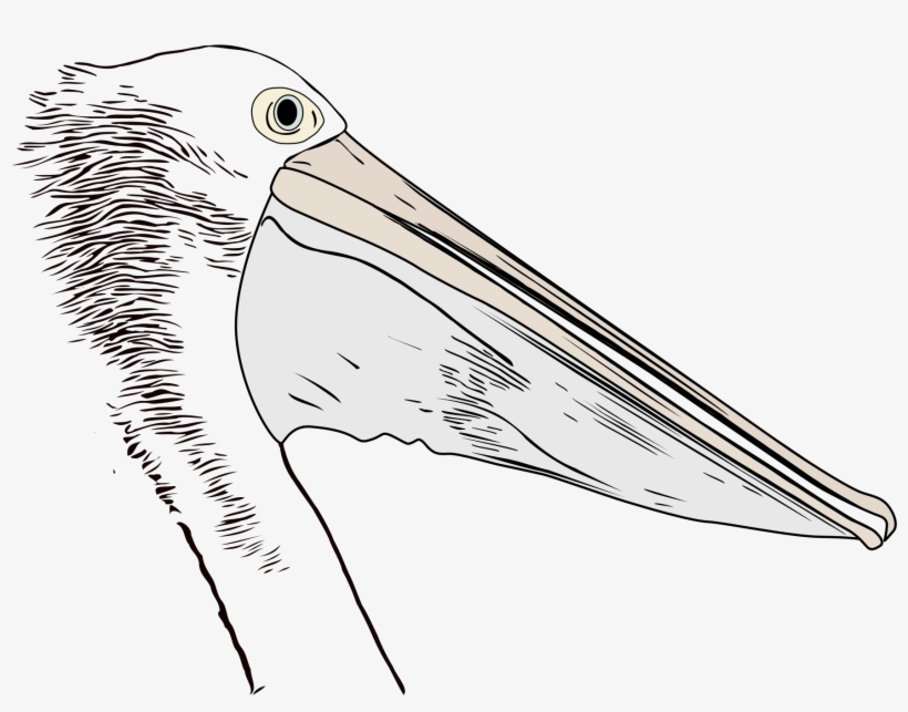 Big Image - White Pelican, transparent png download