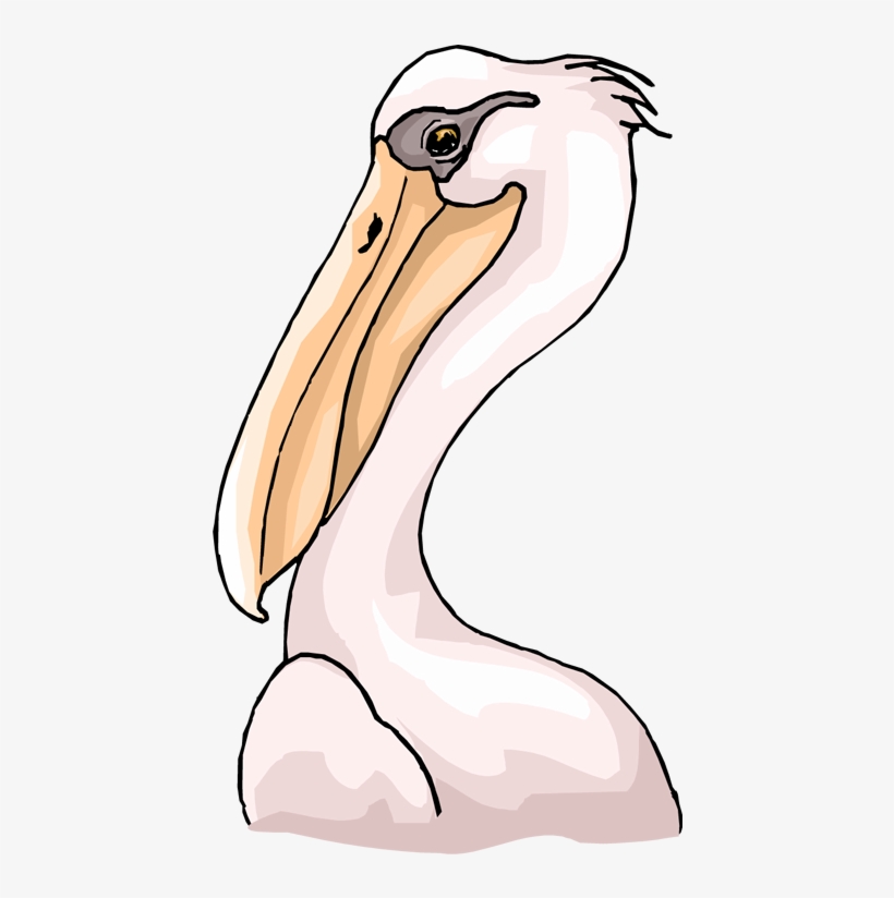 Png Royalty Free Download Feathers - Brown Pelican, transparent png download